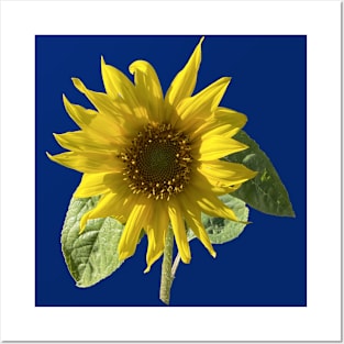 Sunflower of Happiness Posters and Art